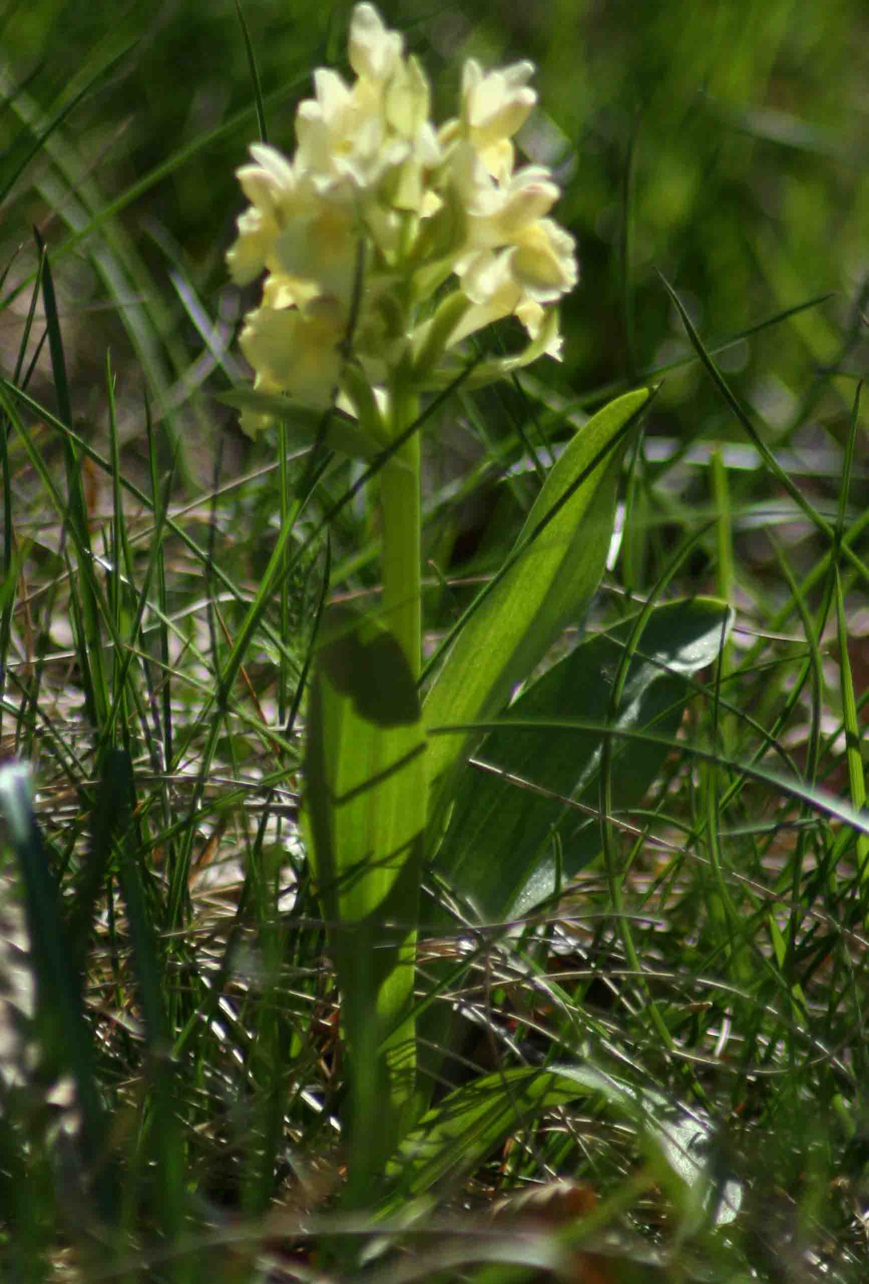Orchis morio?